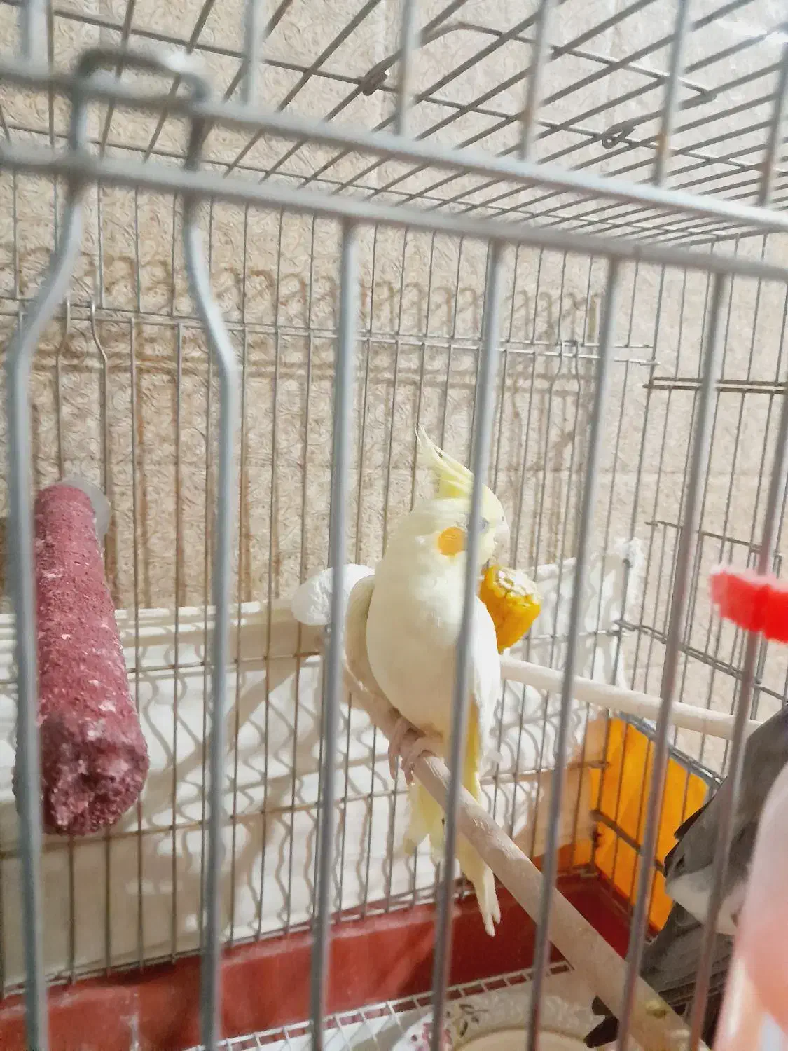 فروش یک عدد عروس هلندی لوتینو کاملا سرحال|پرنده|داراب, |دیوار