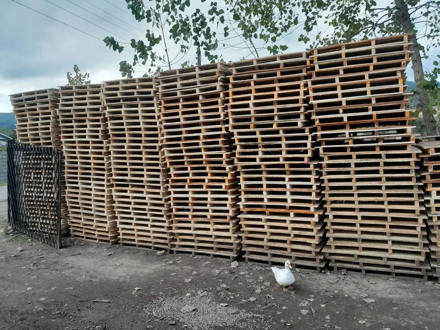 فروش پالت کاشی  قیمت مناسب  نقدی|عمده‌فروشی|شاندرمن, |دیوار