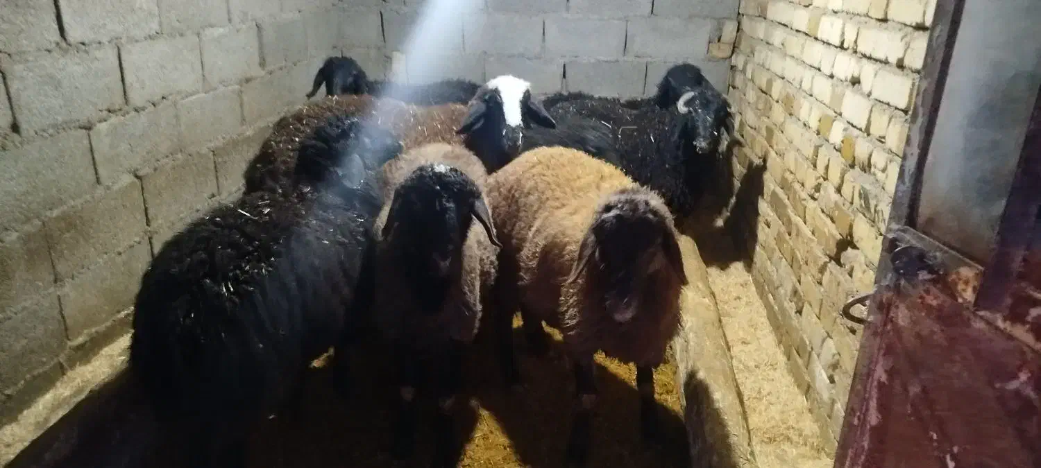 بره نرفروشی|حیوانات مزرعه|آوج, |دیوار