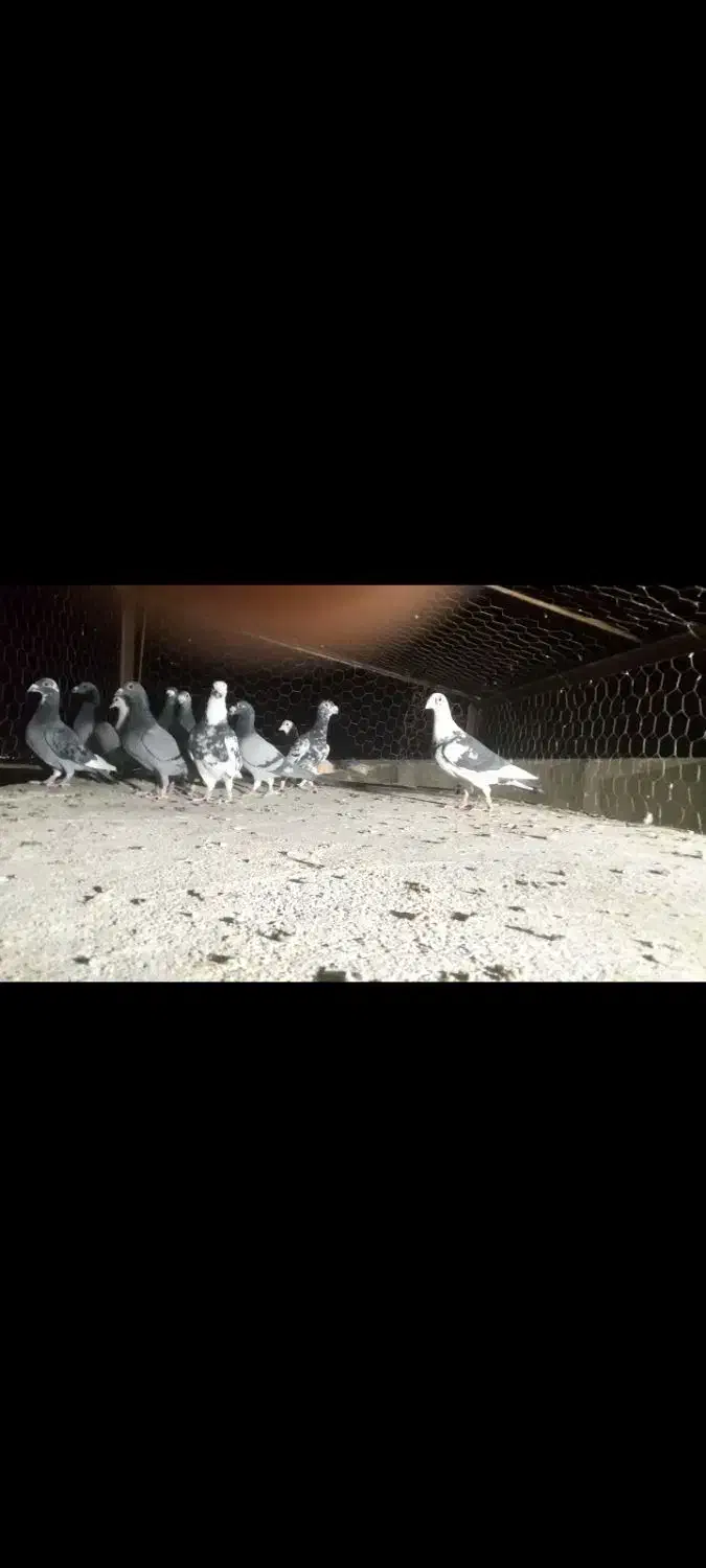 ۱۱تا کفتر فروشی|پرنده|قاسم‌آباد (خواف), |دیوار