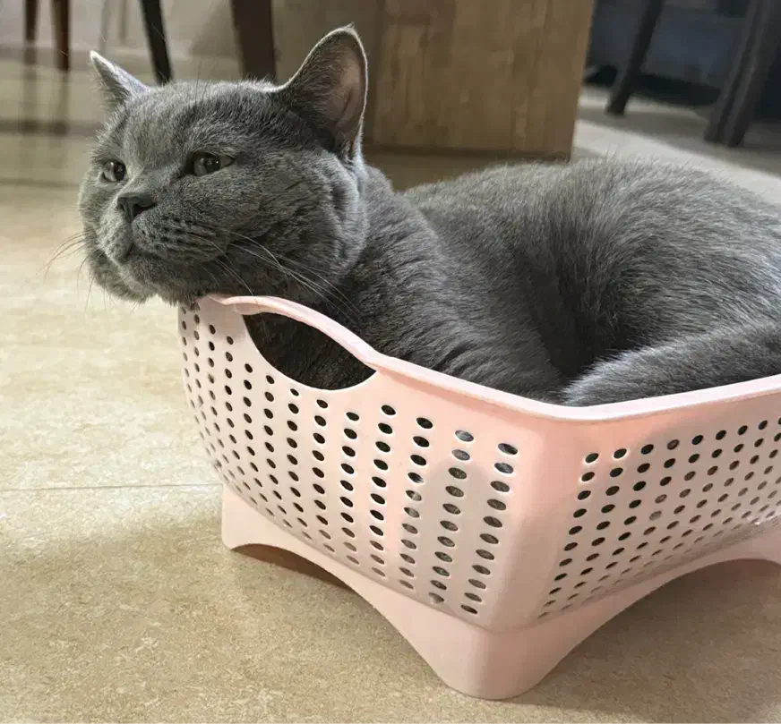 فروش گربه اسکاتیش بلو|گربه|تهران, باشگاه نفت|دیوار