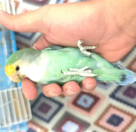 طوطی برزیلی|پرنده|همدان, |دیوار