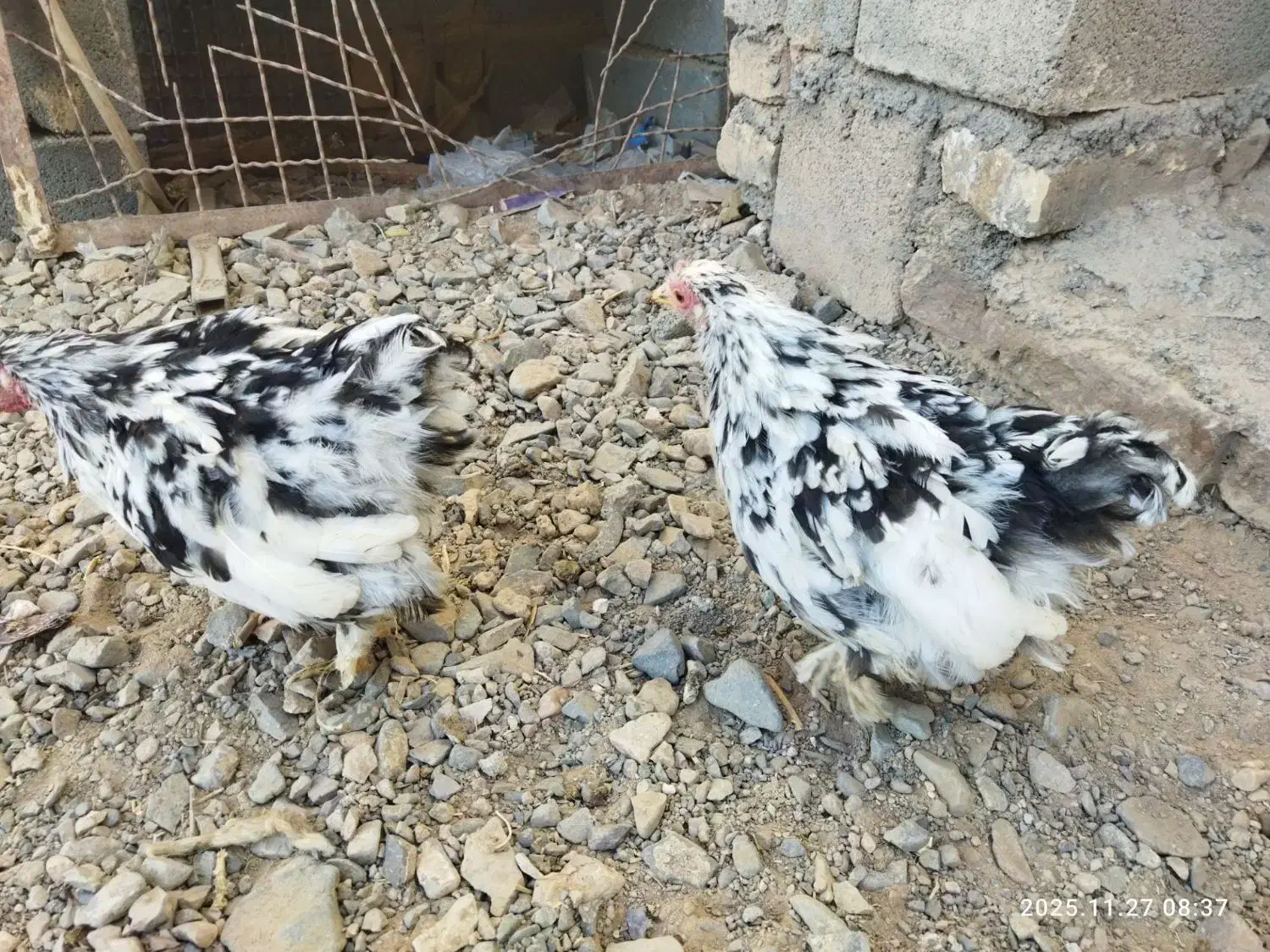 جفت جوجه کوشین|حیوانات مزرعه|کاشمر, |دیوار