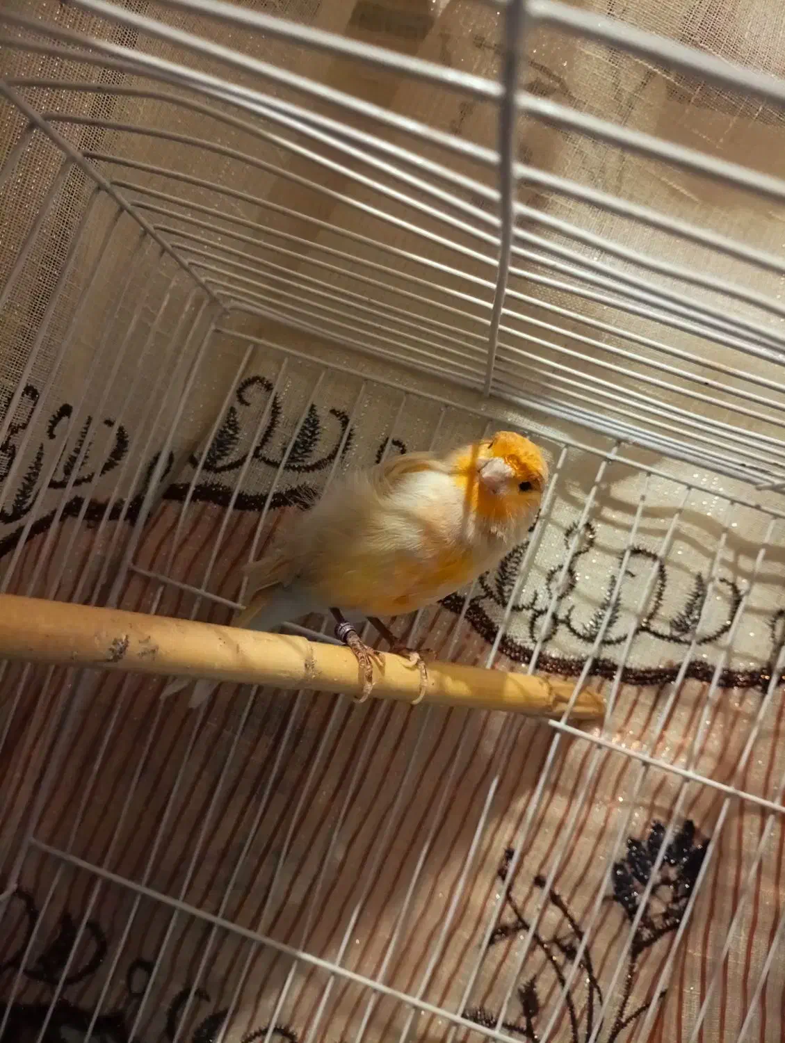 قناری نر|پرنده|رامیان, |دیوار