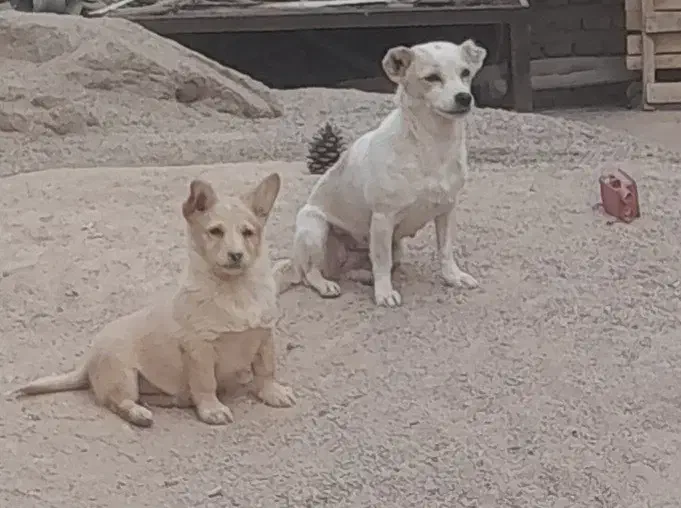 دوتاسگ|سگ|یزد, |دیوار