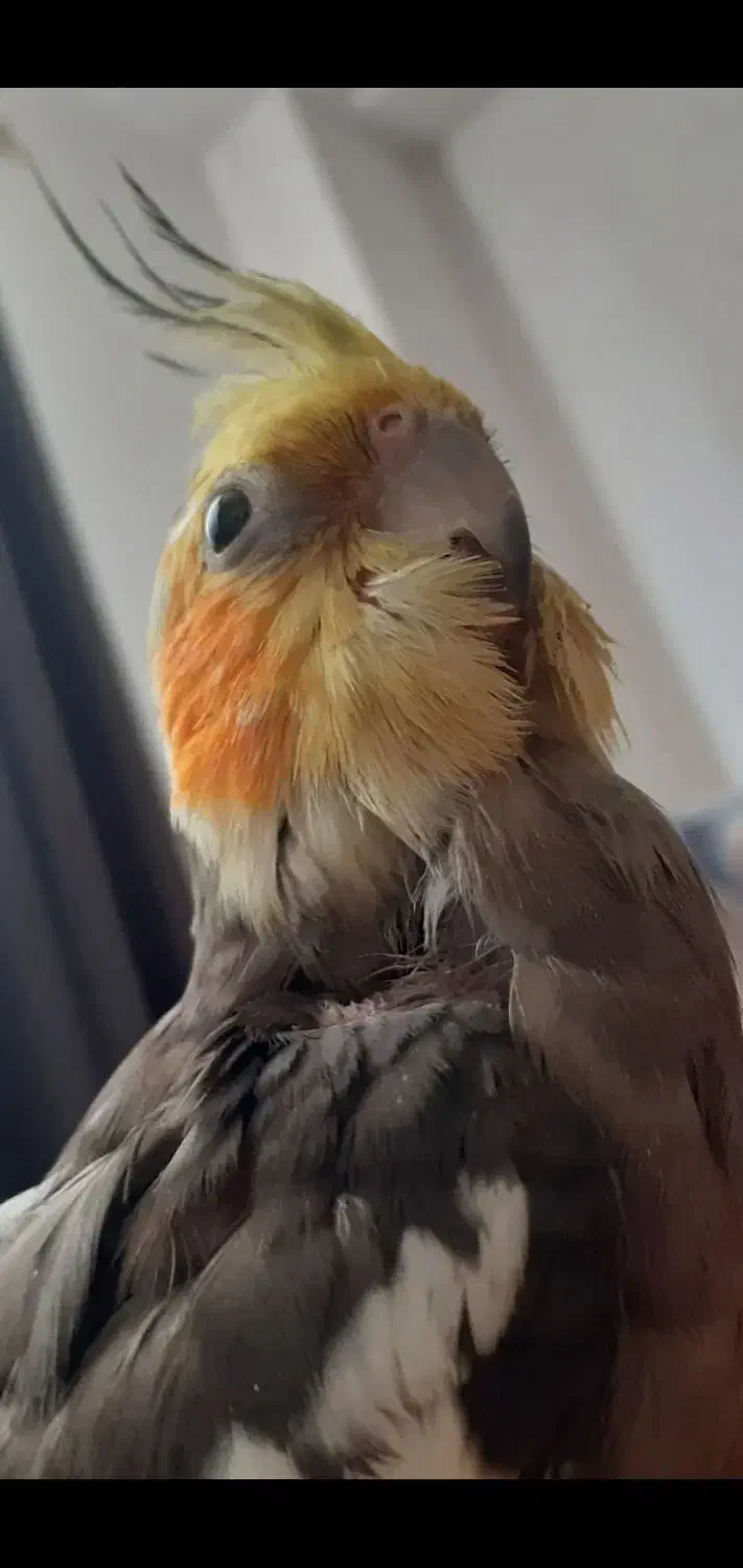 عروس هلندی|پرنده|قرچک, میرزائی جنوبی|دیوار