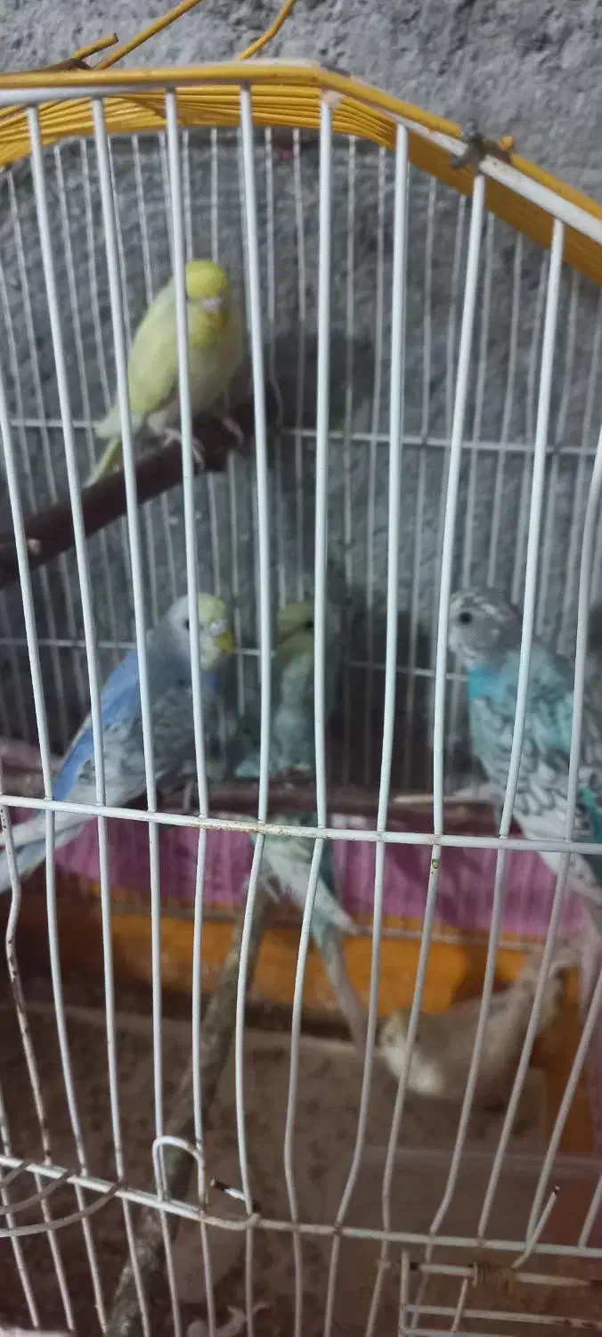 مرغ عشق|پرنده|مینودشت, |دیوار