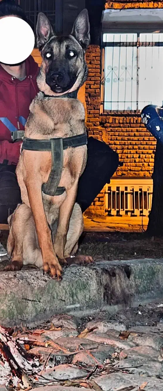 سگ مالینیوز|سگ|کرمانشاه, |دیوار