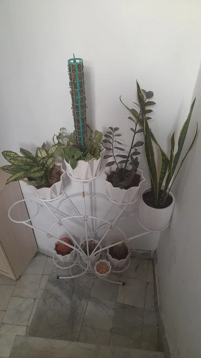 گل وگلدان وپایه گل|گل و گیاه طبیعی|مشهد, نوید|دیوار