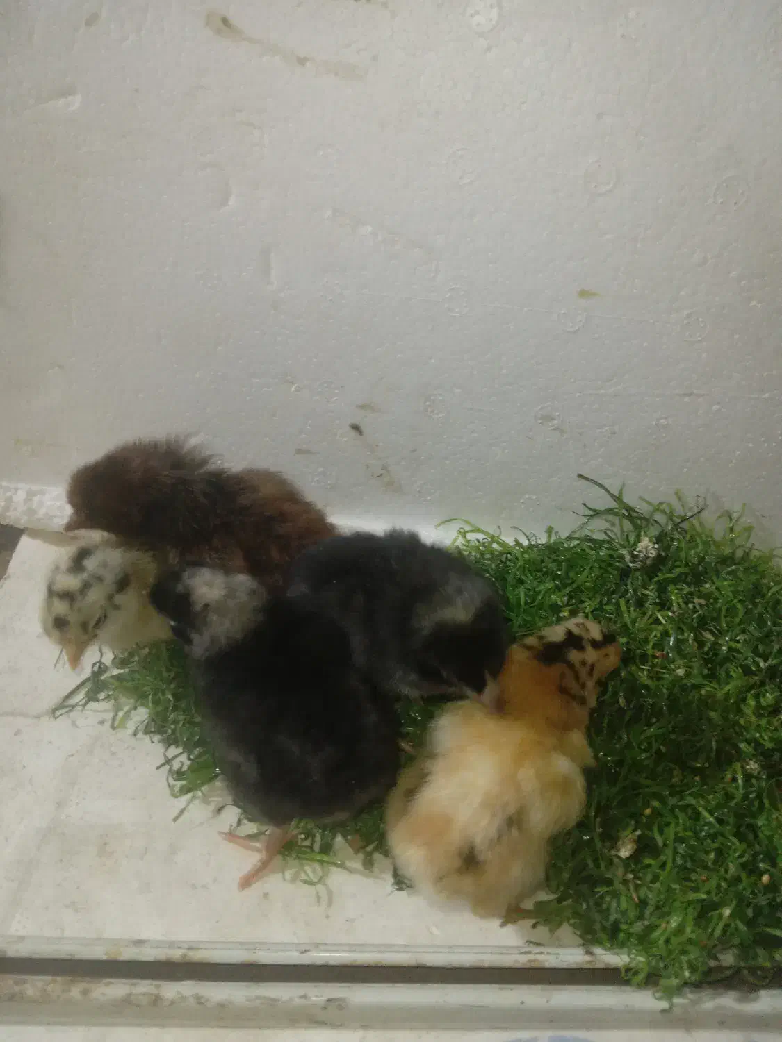 جوجه رسمی ۳روز قیمت پاین|حیوانات مزرعه|یزد, |دیوار