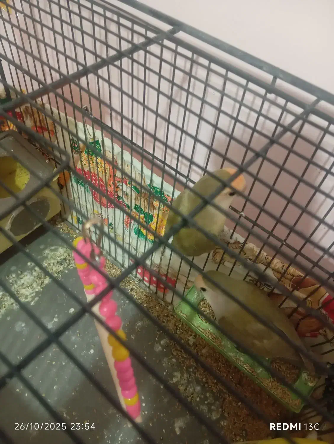 طوطی برزیلی رنگ خواص|پرنده|سمنان, |دیوار