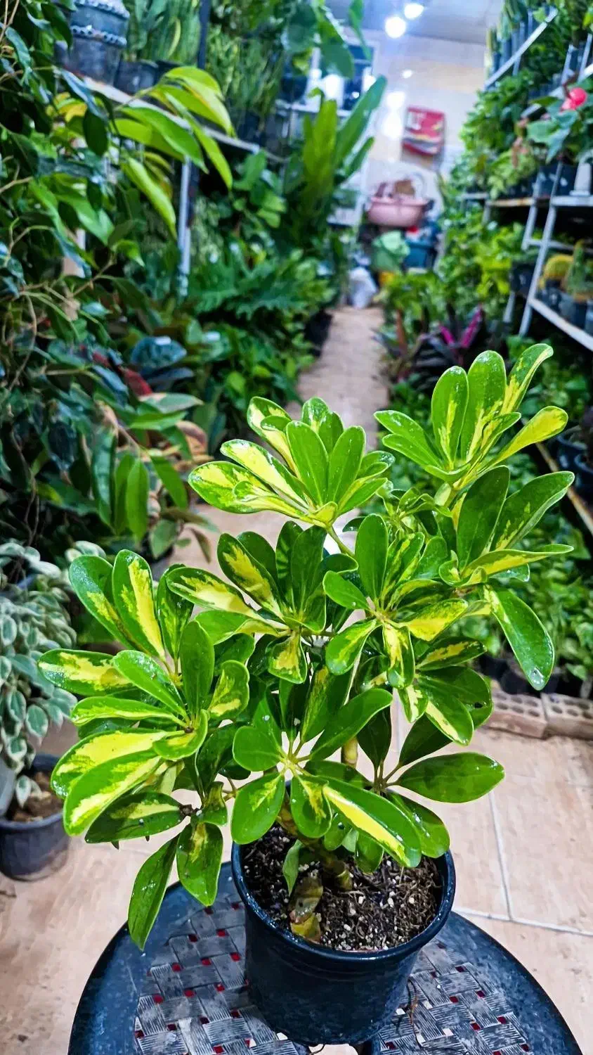 شفلرا فقط ۴۵ت|گل و گیاه طبیعی|بیرجند, |دیوار