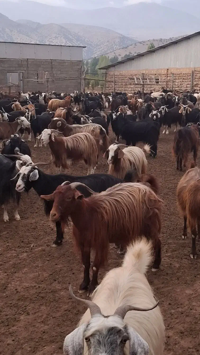 بز دورگه پاکستانی محلی|حیوانات مزرعه|کیاسر, |دیوار
