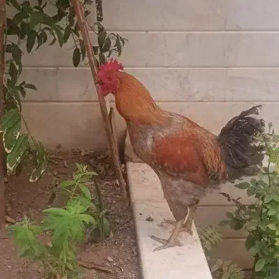 خروس جوان|پرنده|قم, زنبیل آباد|دیوار