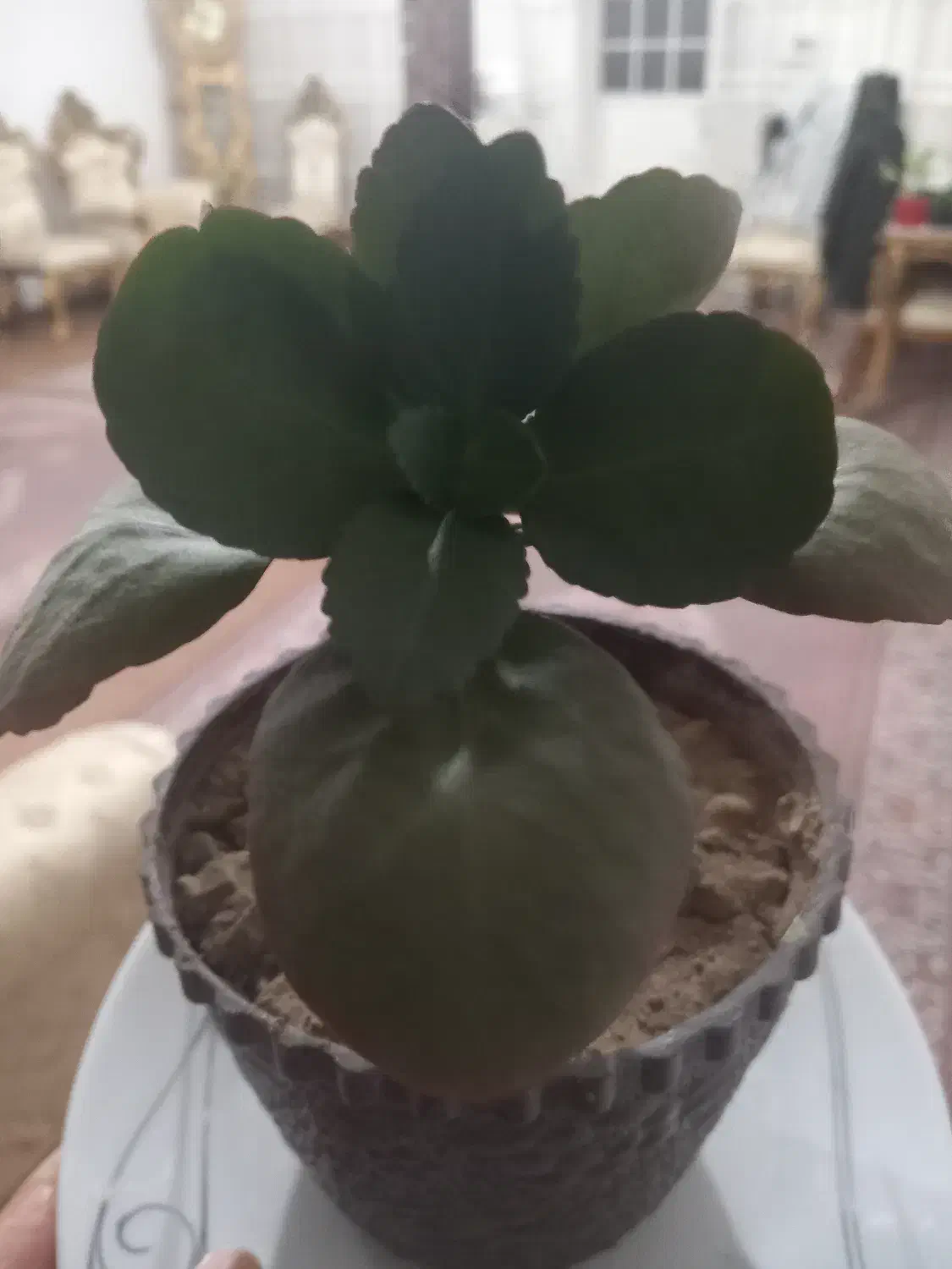 گل باگلدان|گل و گیاه طبیعی|ماکو, |دیوار