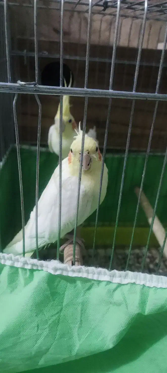 عروس لوتینو مولد تخفیف هم داره|پرنده|همدان, |دیوار