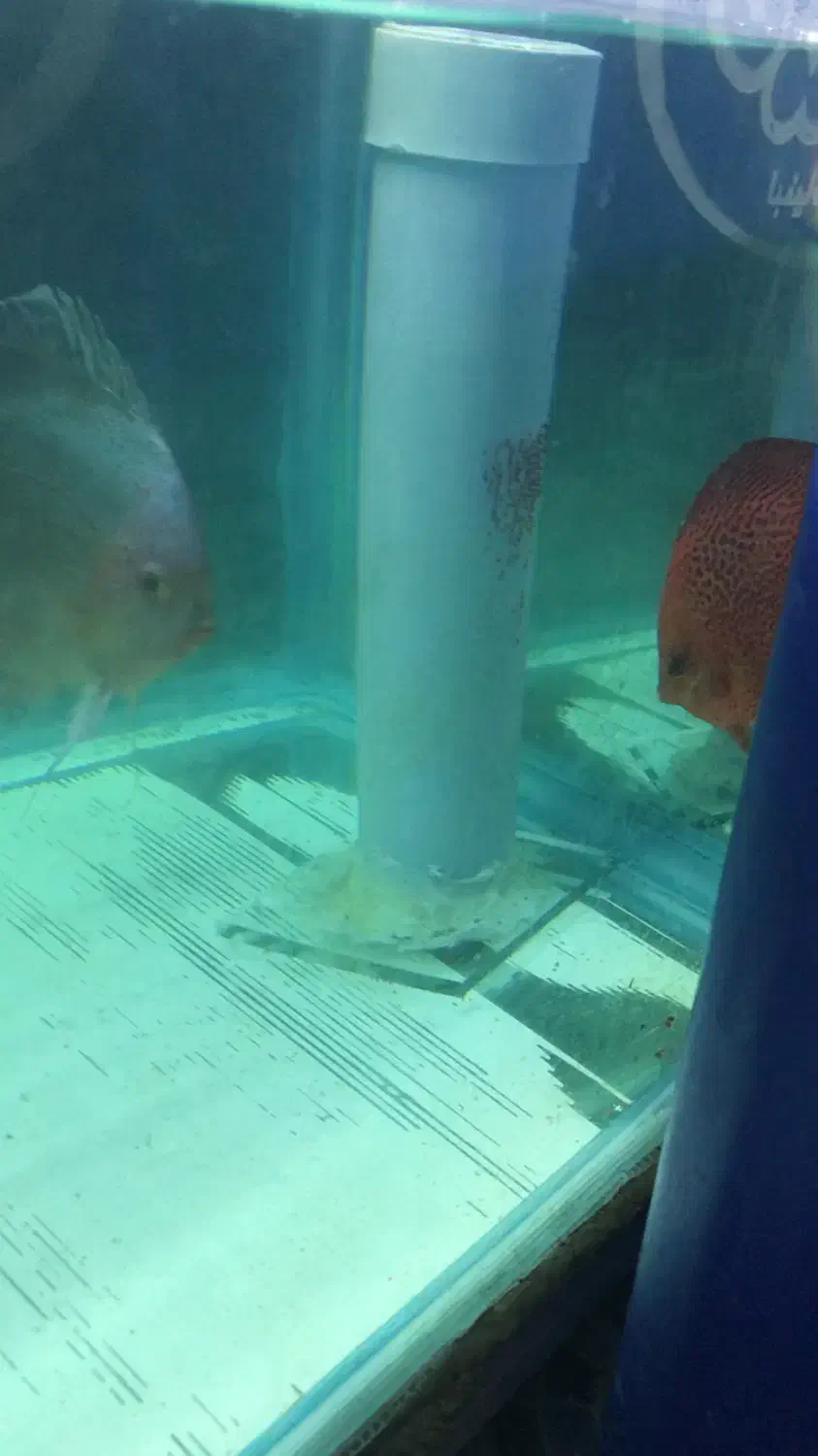 نه جفت دیسکس مولد|ماهی|مشهد, بهشت|دیوار