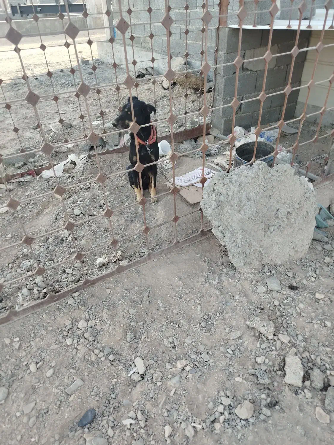 سگ نگهبان|سگ|زاهدان, |دیوار