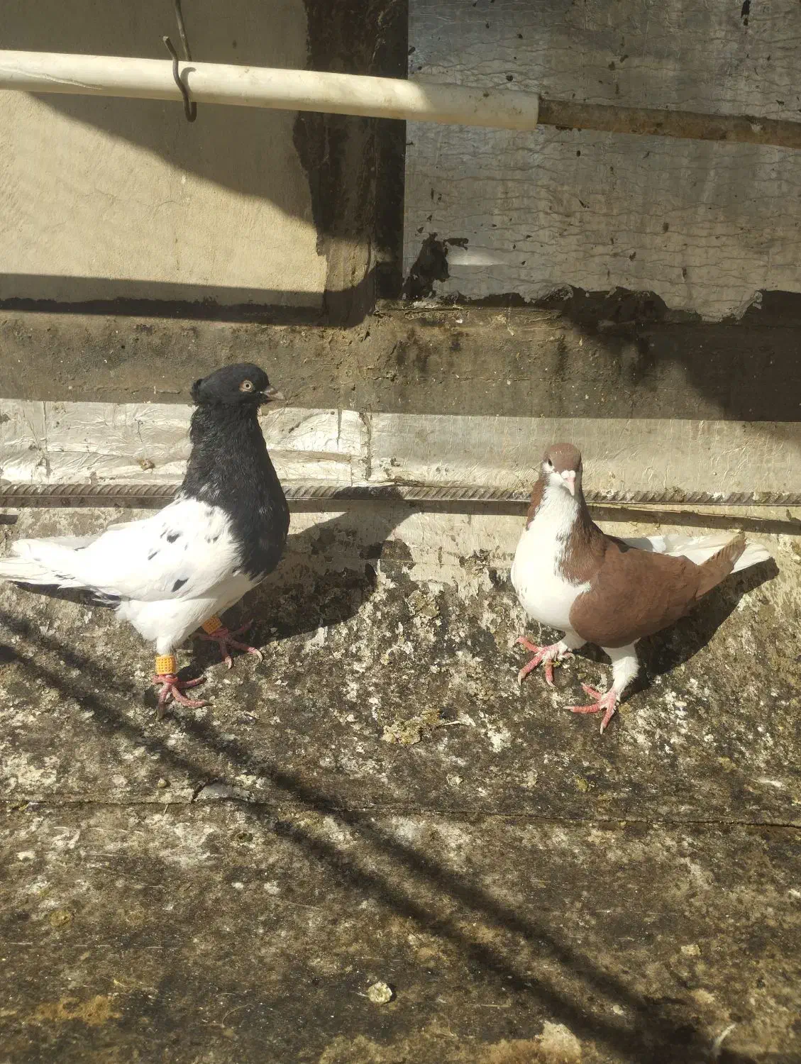 چپ سرخ،کله سیاه|پرنده|تاکستان, |دیوار