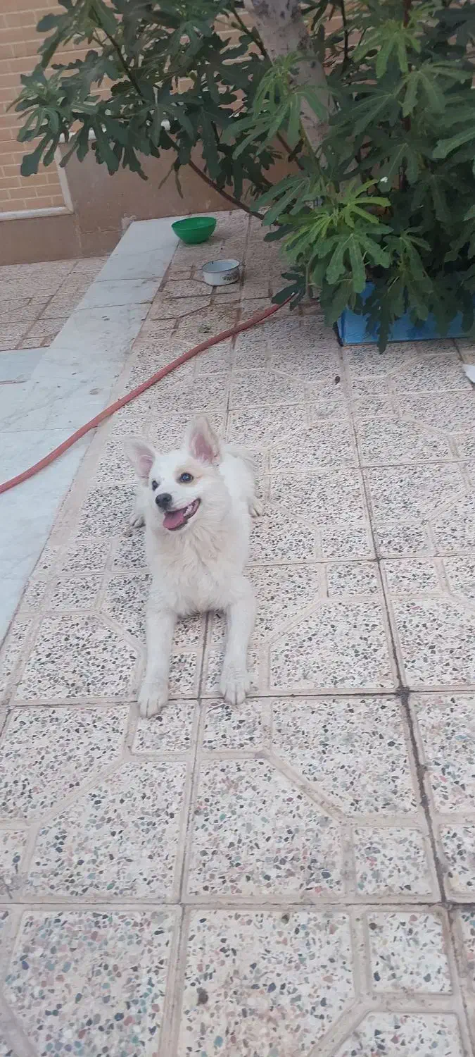 سگ معاوضه با طوطی|سگ|کرمان, |دیوار