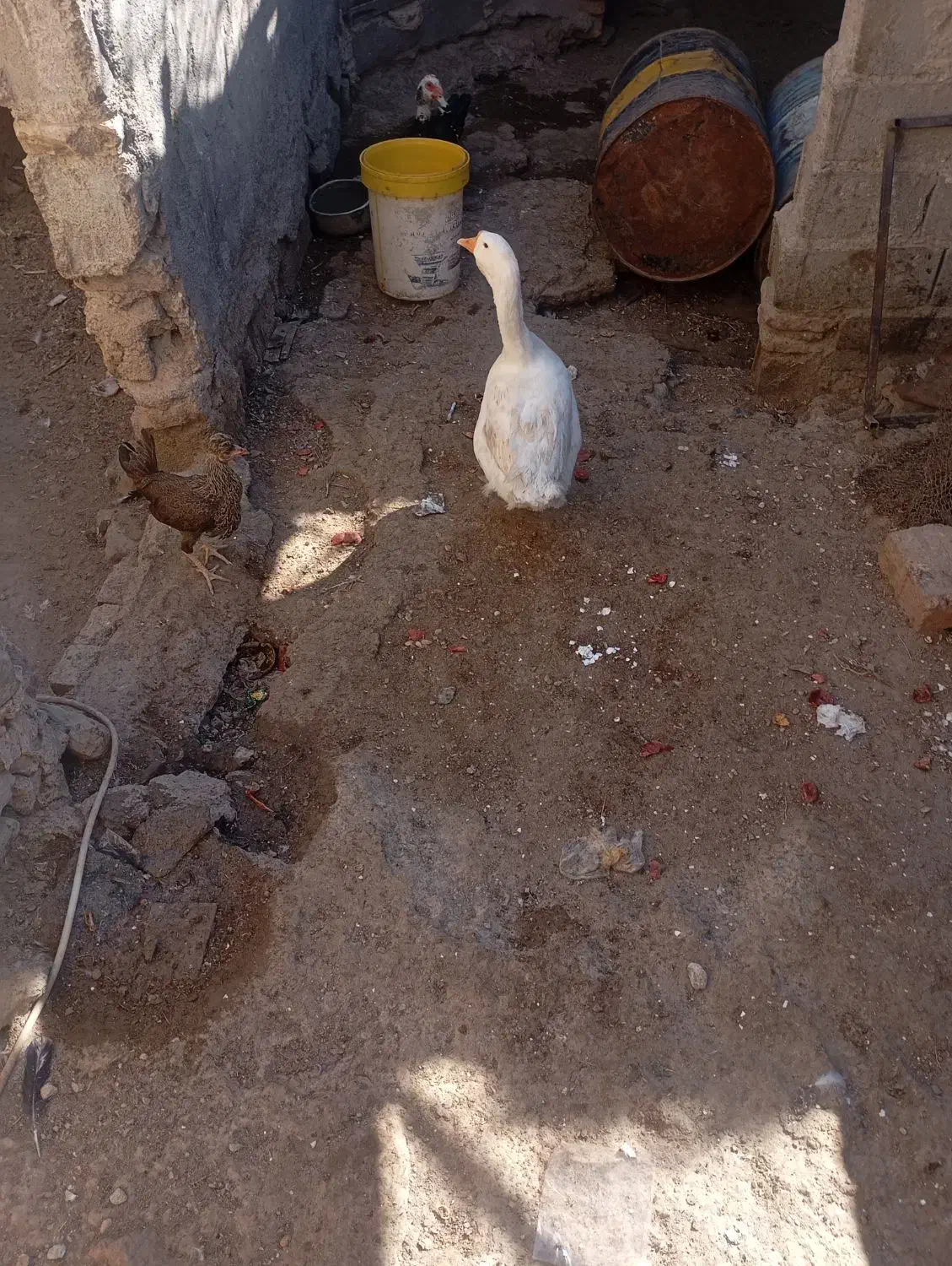 غاز نر|حیوانات مزرعه|زابل, |دیوار