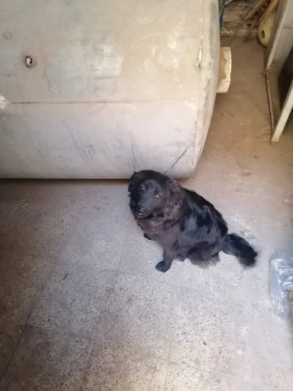 سگ پاکوتا|سگ|نیشابور, گنبد سبز|دیوار