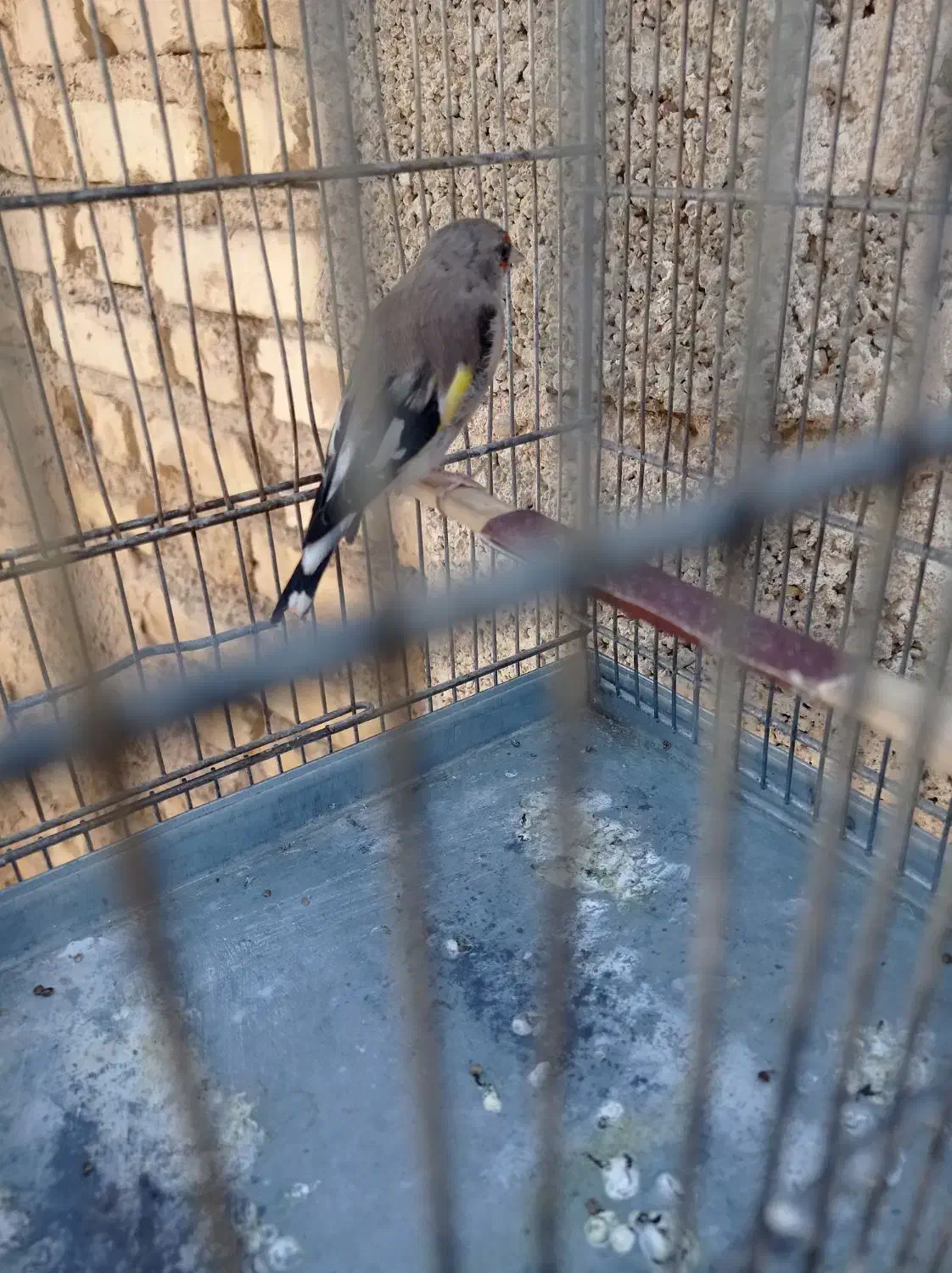 سهره  سرسیاه دورگ سهره کرمونی سهره قناری|پرنده|کوار, |دیوار