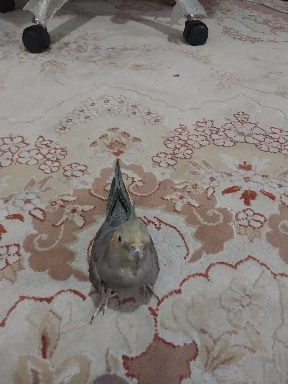 فروش یک جفت عروس هلندی بالغ تخم گزار|پرنده|کتالم و سادات شهر, |دیوار