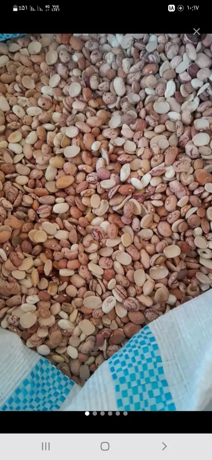 قصب جهرم حبوبات|خوردنی و آشامیدنی|شیراز, شهرک مدرس|دیوار