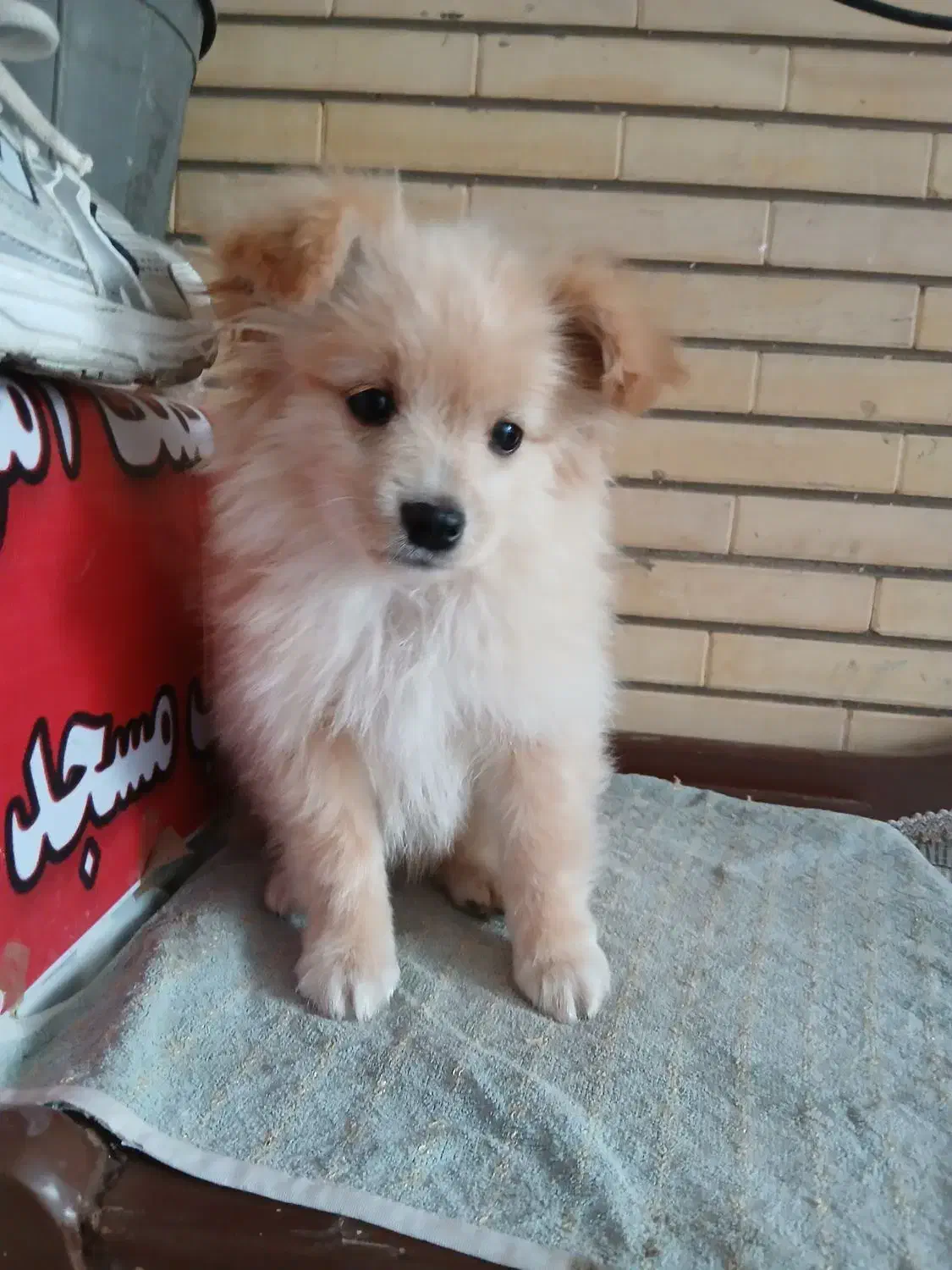 توله پاپی خانگی|سگ|حبیب آباد, |دیوار