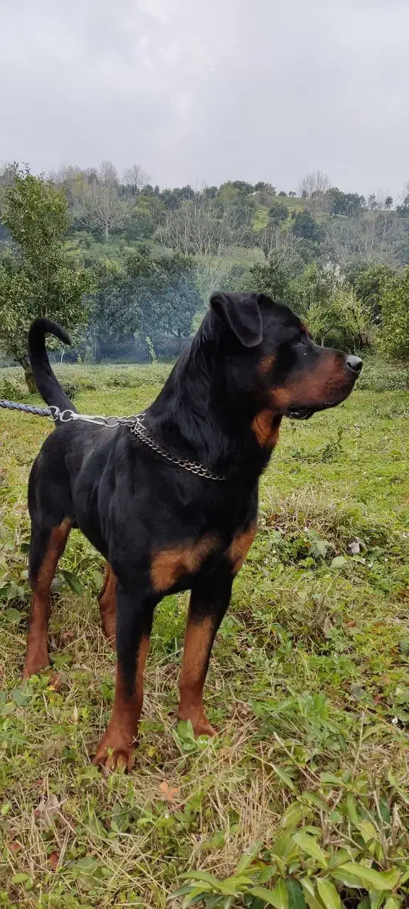 روتوایلر نر آماده ی جفت فروش نیست|سگ|کلاچای, |دیوار