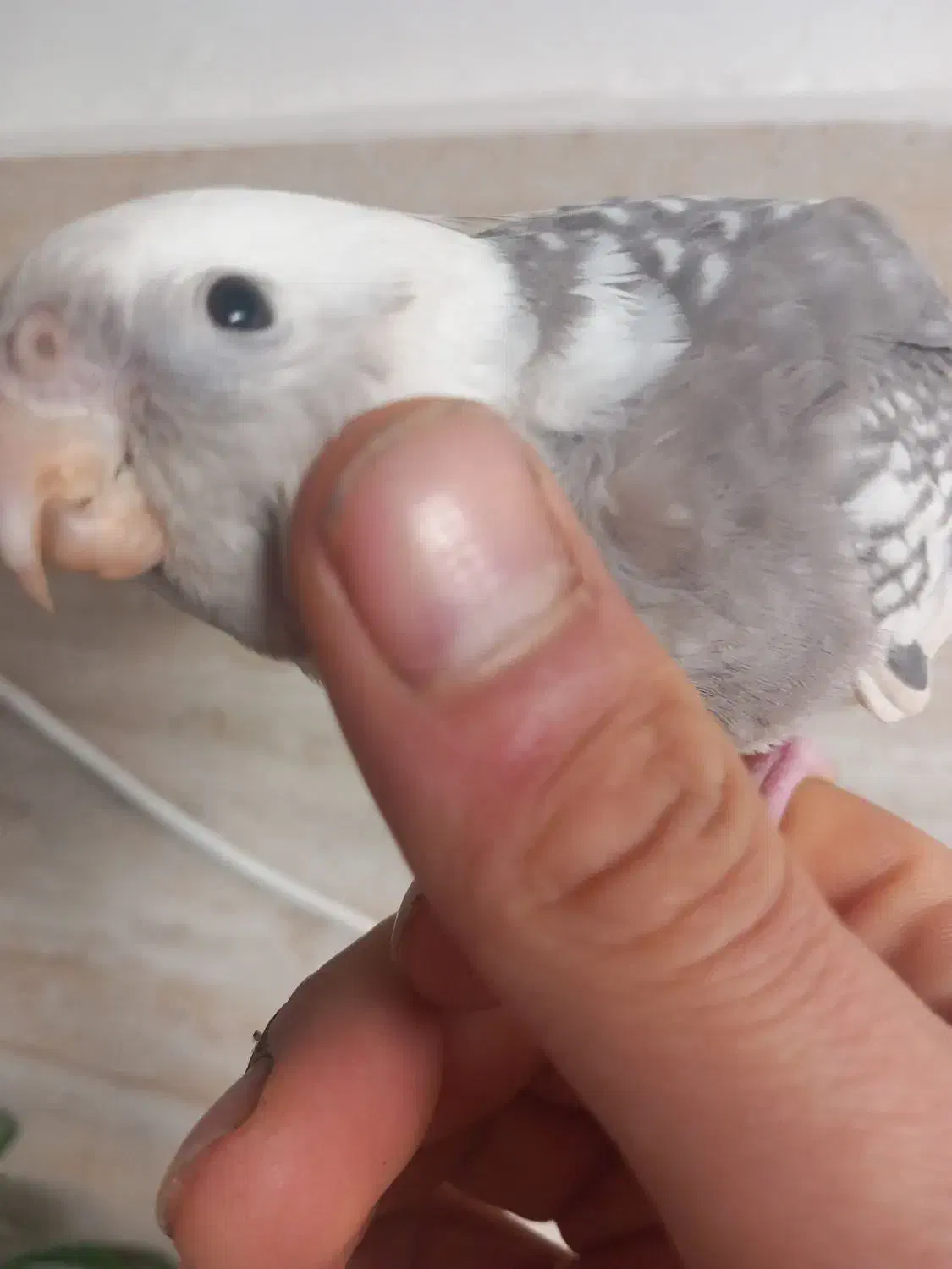 عروس هلندی|پرنده|رشت, سلیمانداراب|دیوار