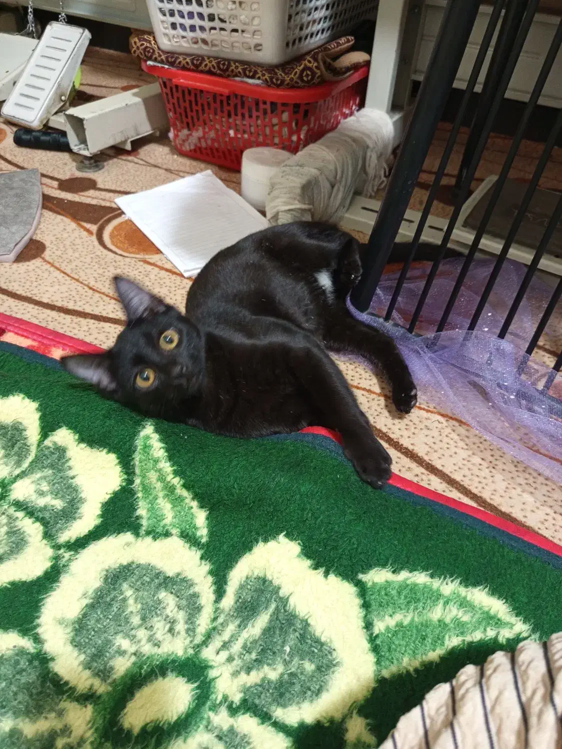 گربه|گربه|همدان, |دیوار