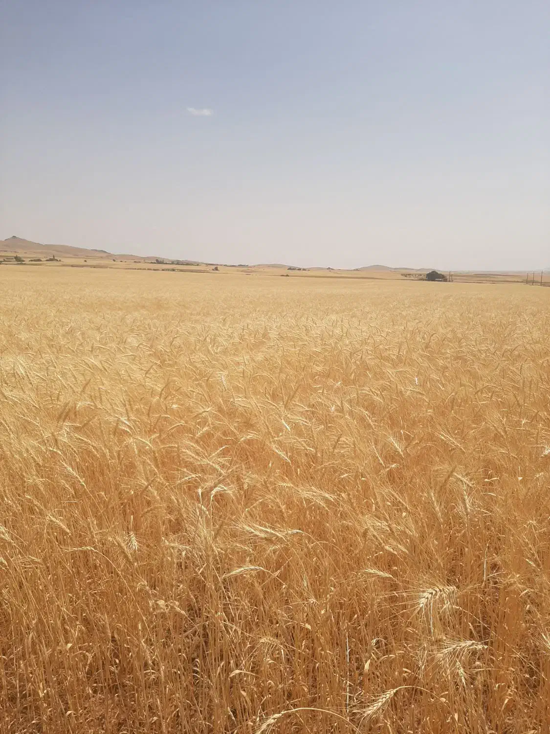 گندم دیم رقم واران ۱۰۰۰|گل و گیاه طبیعی|دهگلان, |دیوار