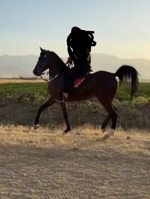 فروش مادیون 4ساله زاده طوفان یزدی|اسب و تجهیزات اسبسواری|نهاوند, |دیوار