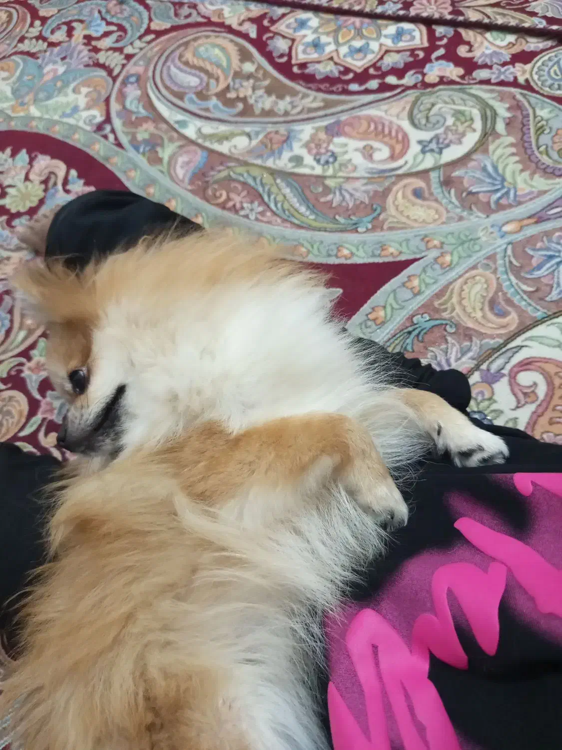 سگ پامر|سگ|قشم, |دیوار