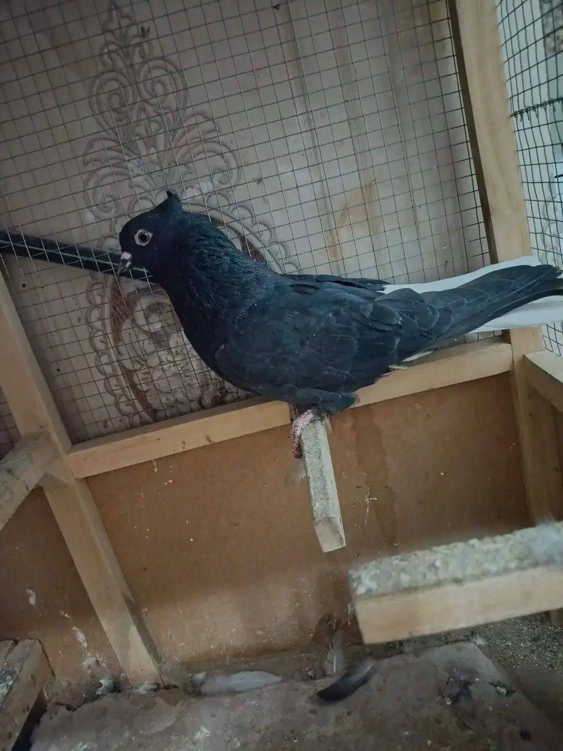 کفتر|پرنده|مشهد, شیرحصار|دیوار