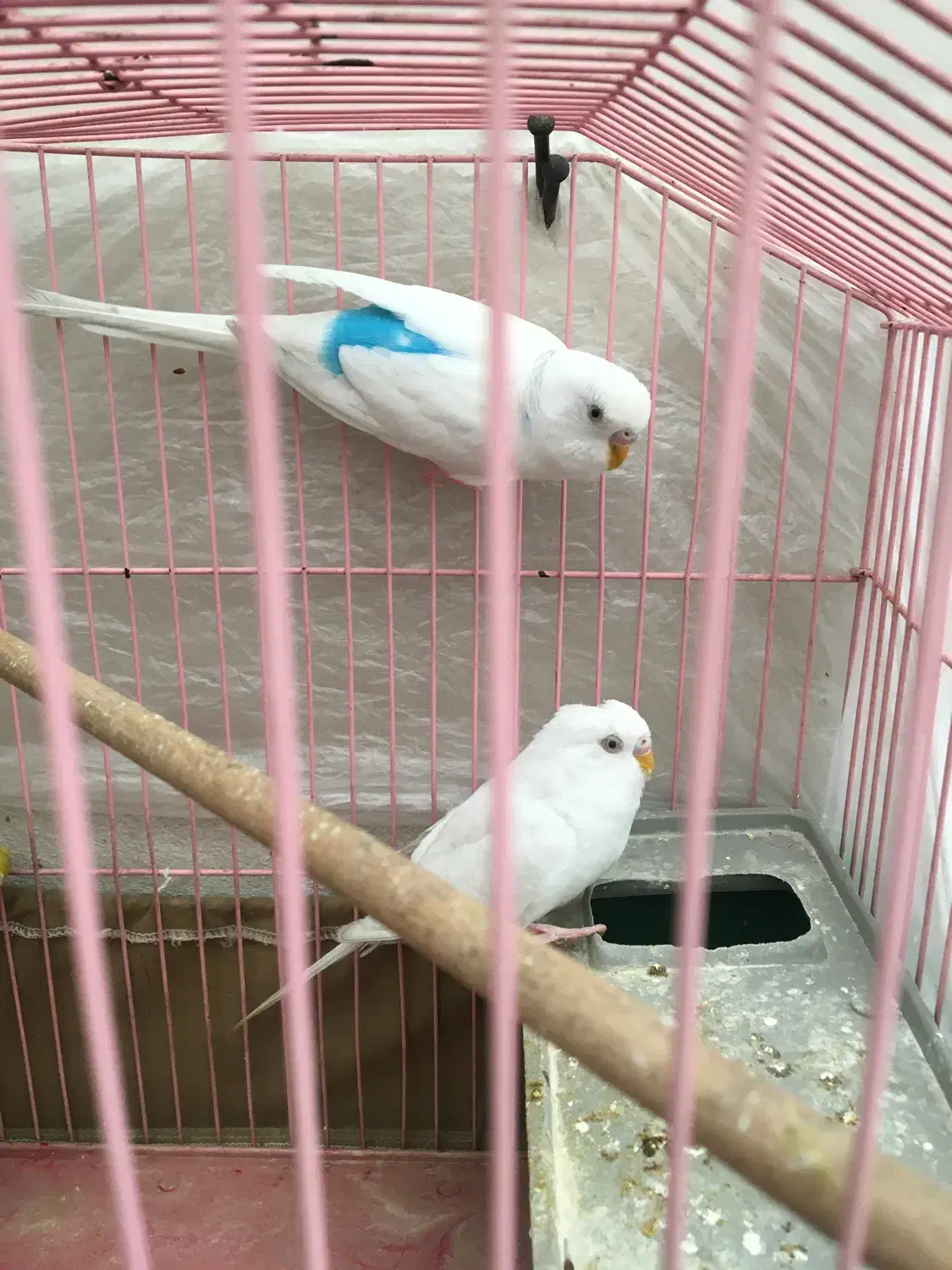 مرغ عشق|پرنده|مشکیندشت, |دیوار