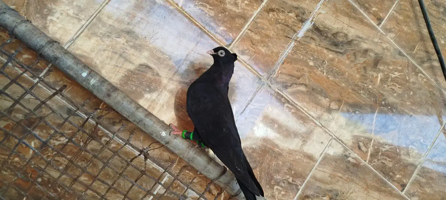 زاغ|پرنده|مسجد سلیمان, |دیوار