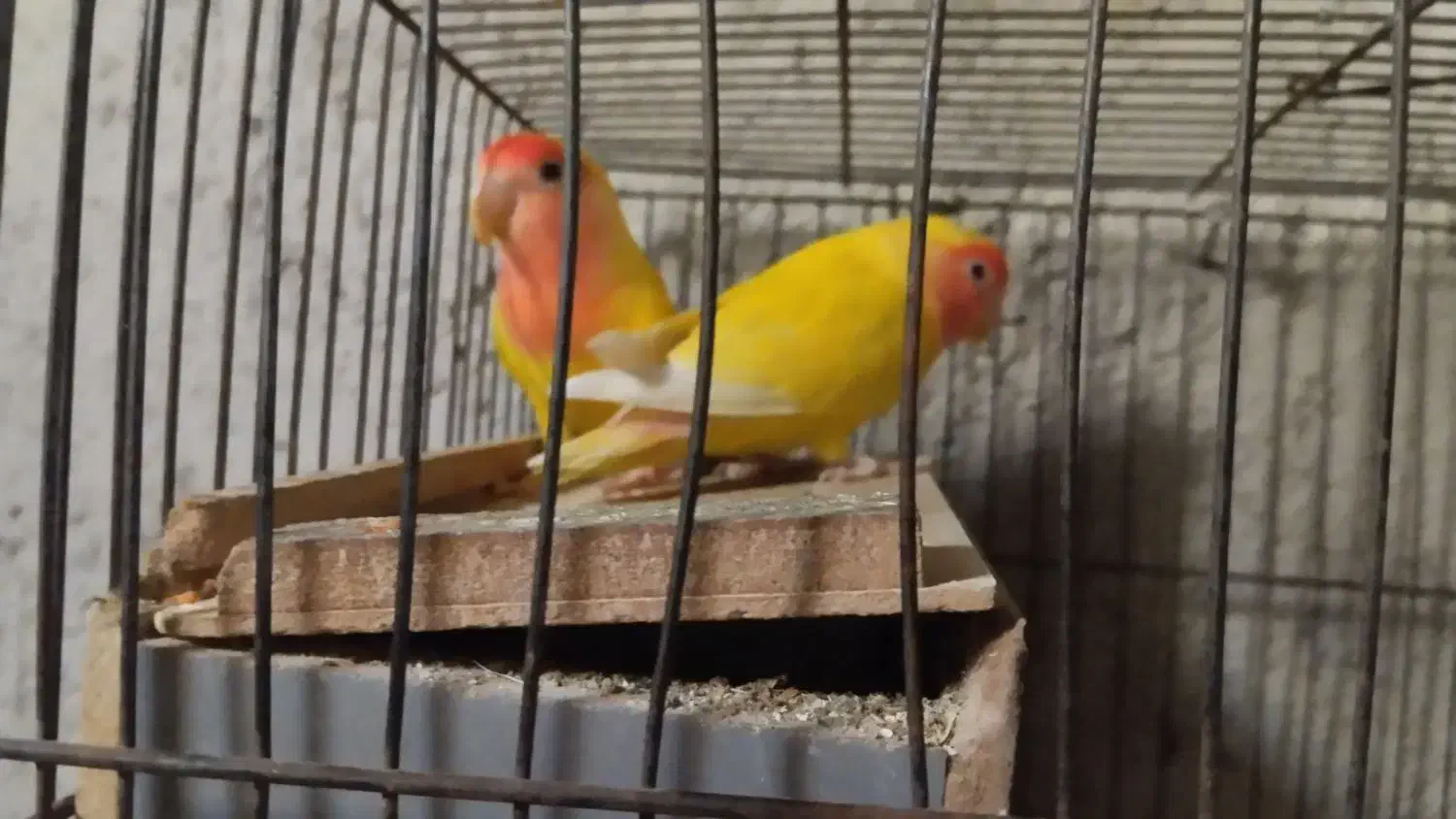 کوتوله برزیلی بالغ نرو ماده معاوضه و فروش|پرنده|جهرم, |دیوار