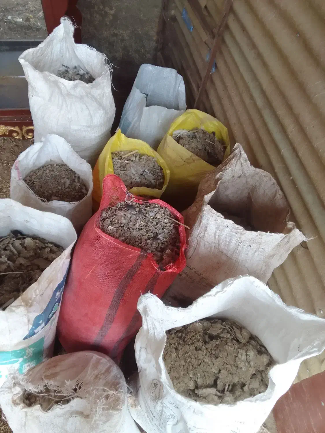 کودکبوتر|لوازم جانبی حیوانات|تاکستان, |دیوار