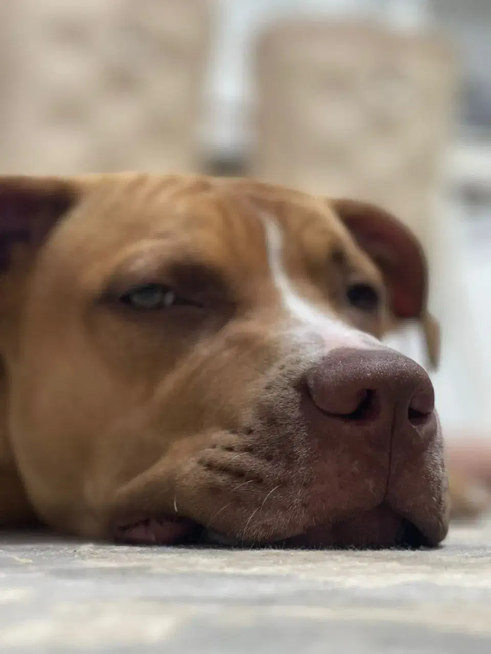 واگذاری سگ پیت بول|سگ|شاهین‌شهر, عطار|دیوار