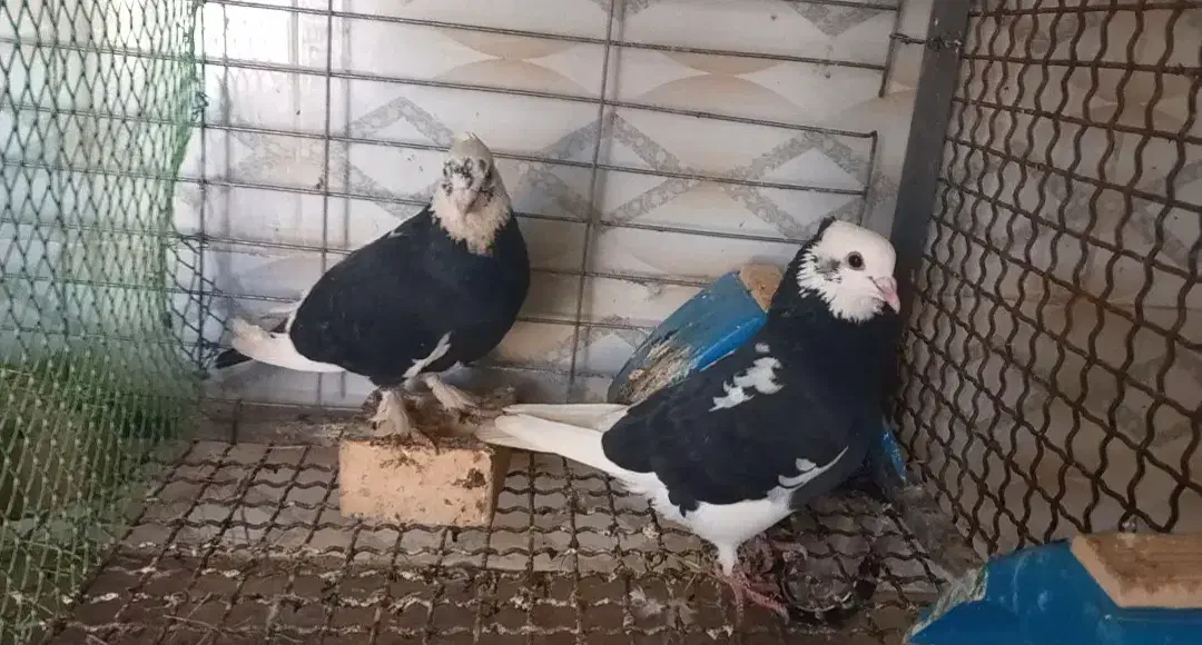 کبوتر|پرنده|سوسنگرد, |دیوار