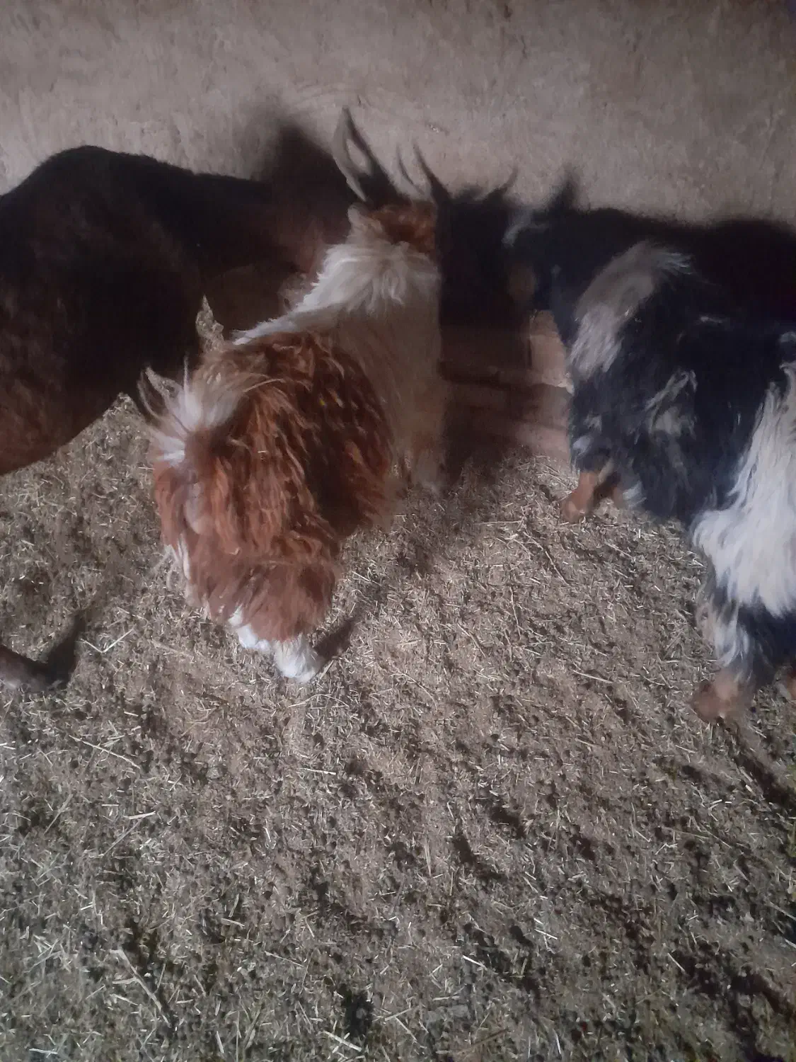 فروشی|حیوانات مزرعه|سرایان, |دیوار