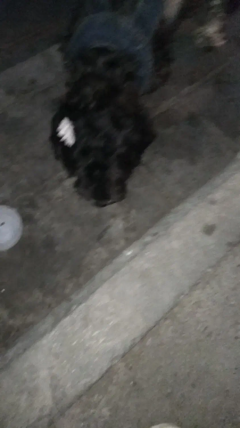 سگ شیتز تریر|حیوانات|تهران, قیام|دیوار