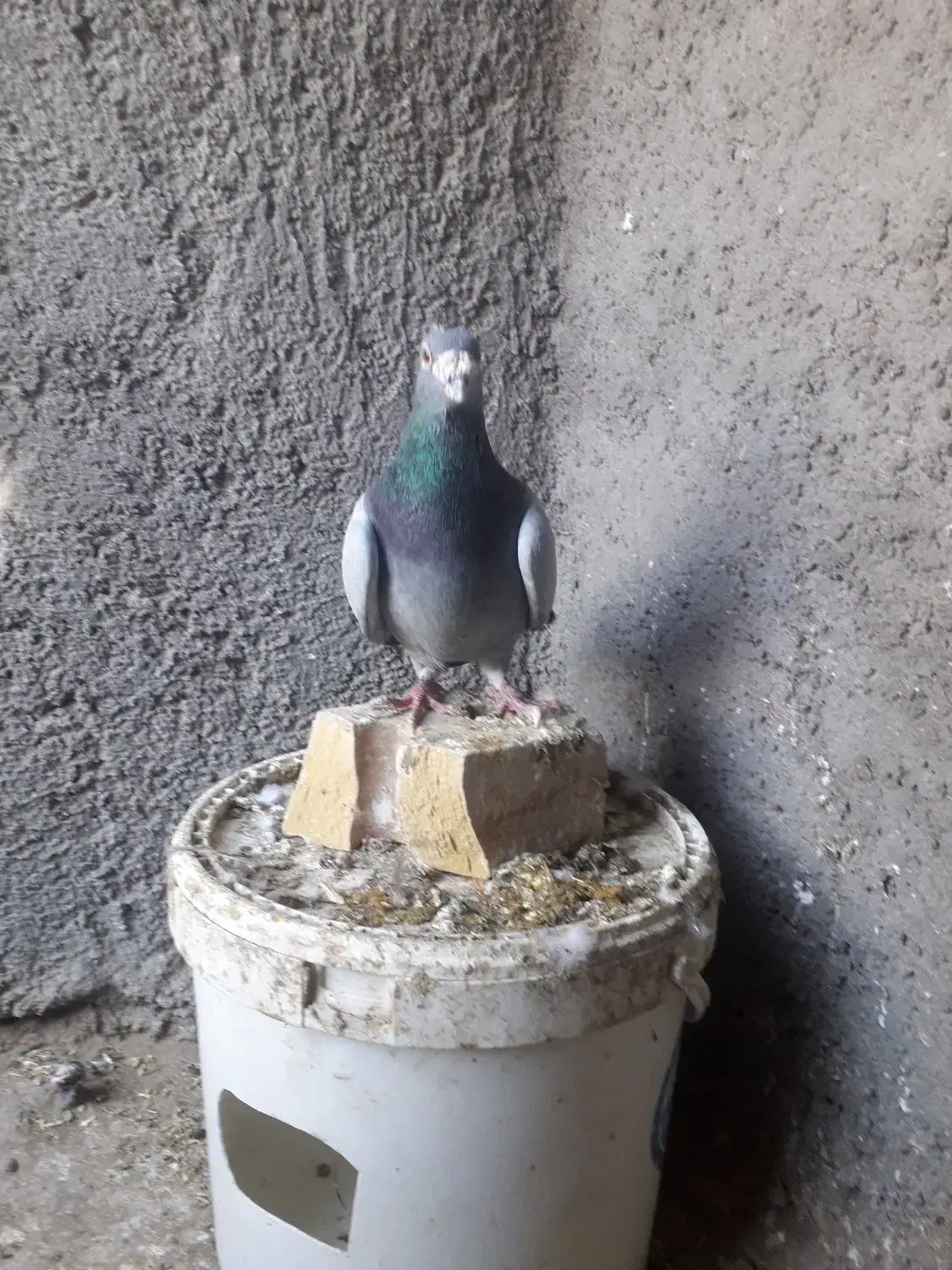 کبوتر|پرنده|تایباد, |دیوار