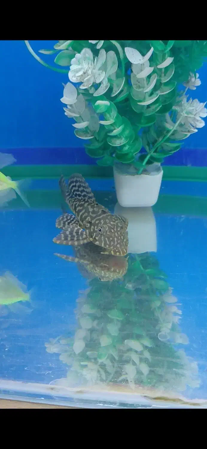 لجن خوار اسپرت|ماهی|سهند, |دیوار