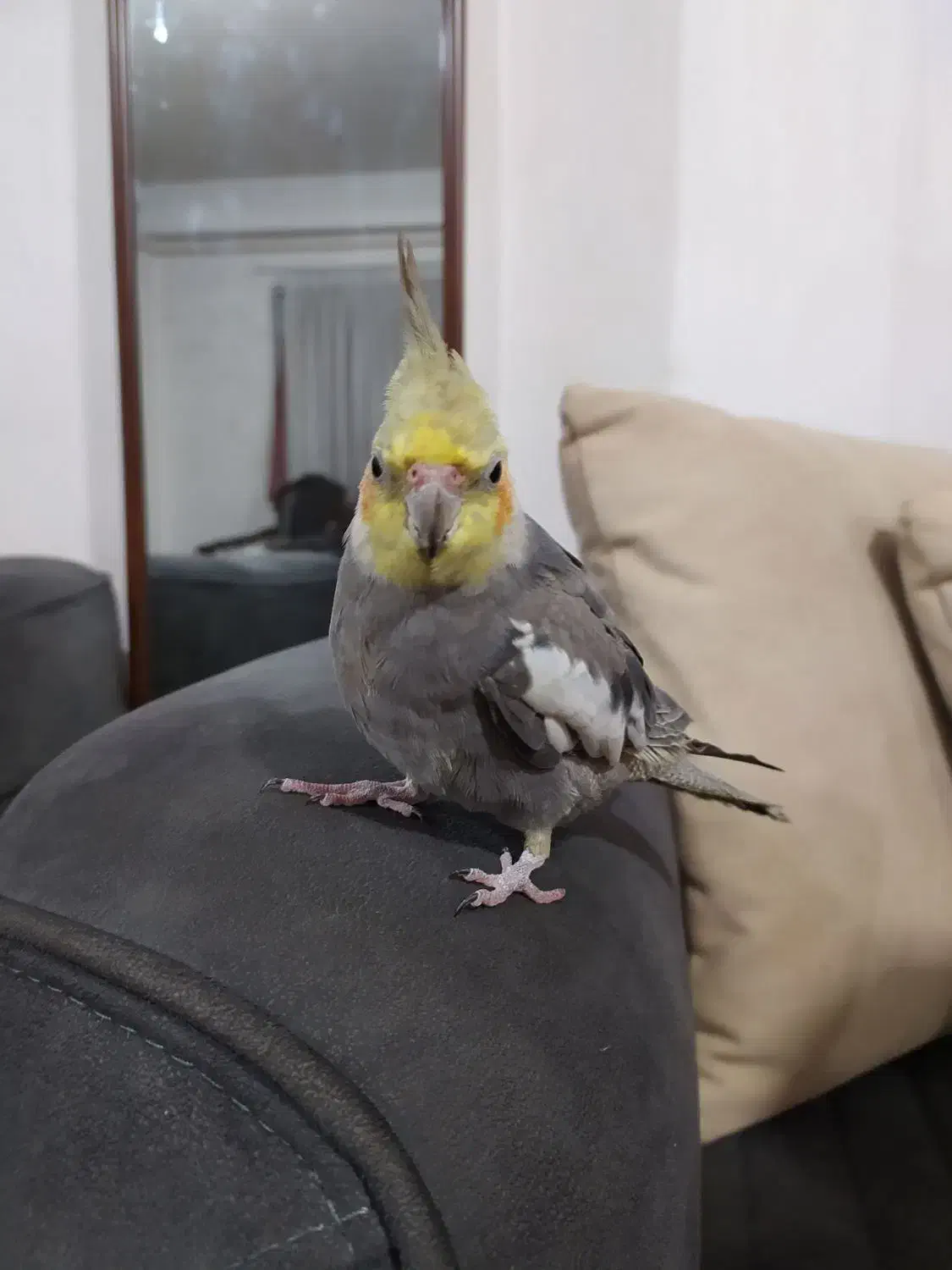 عروس هلندی نر سخنگو|پرنده|لاهیجان, خمیر کلایه|دیوار