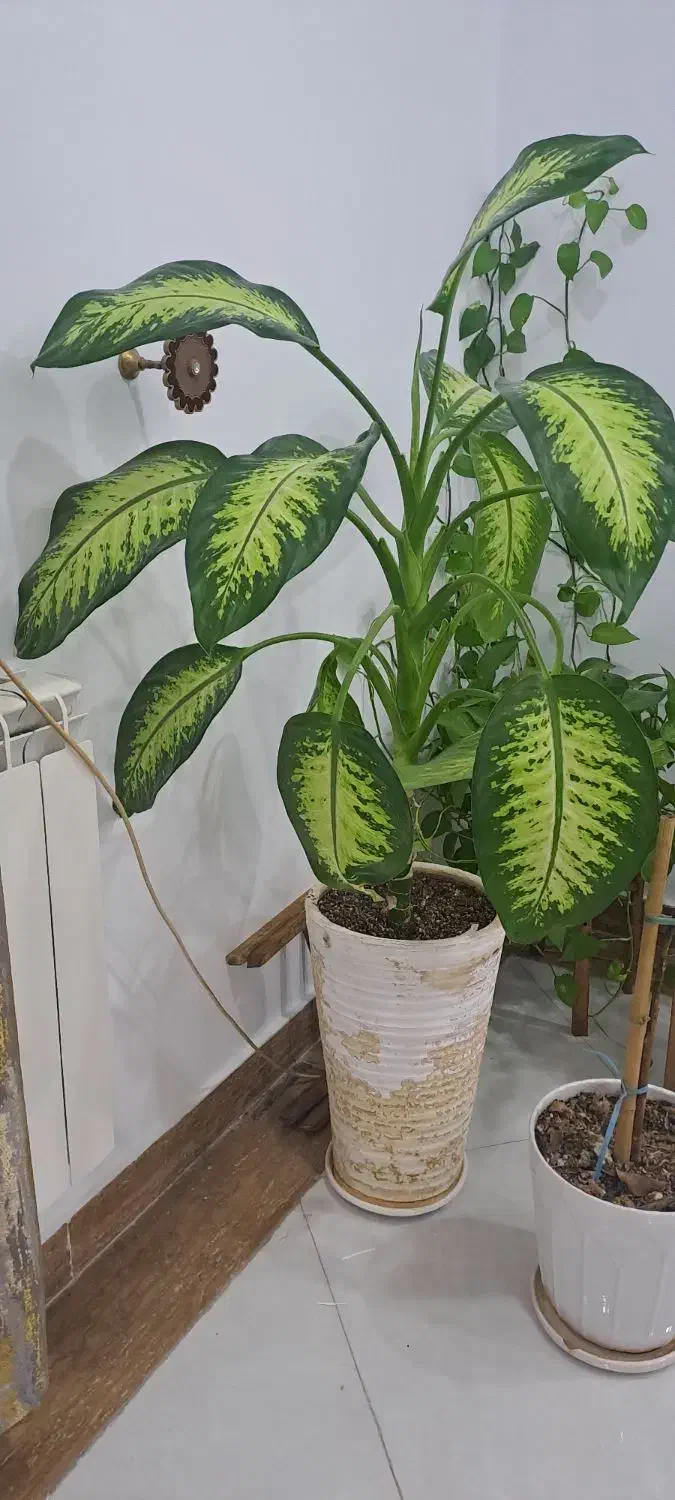 گلدان و گل دیفن باخیا سالم و برگهای سبز|گل و گیاه طبیعی|ورامین, ورامین|دیوار