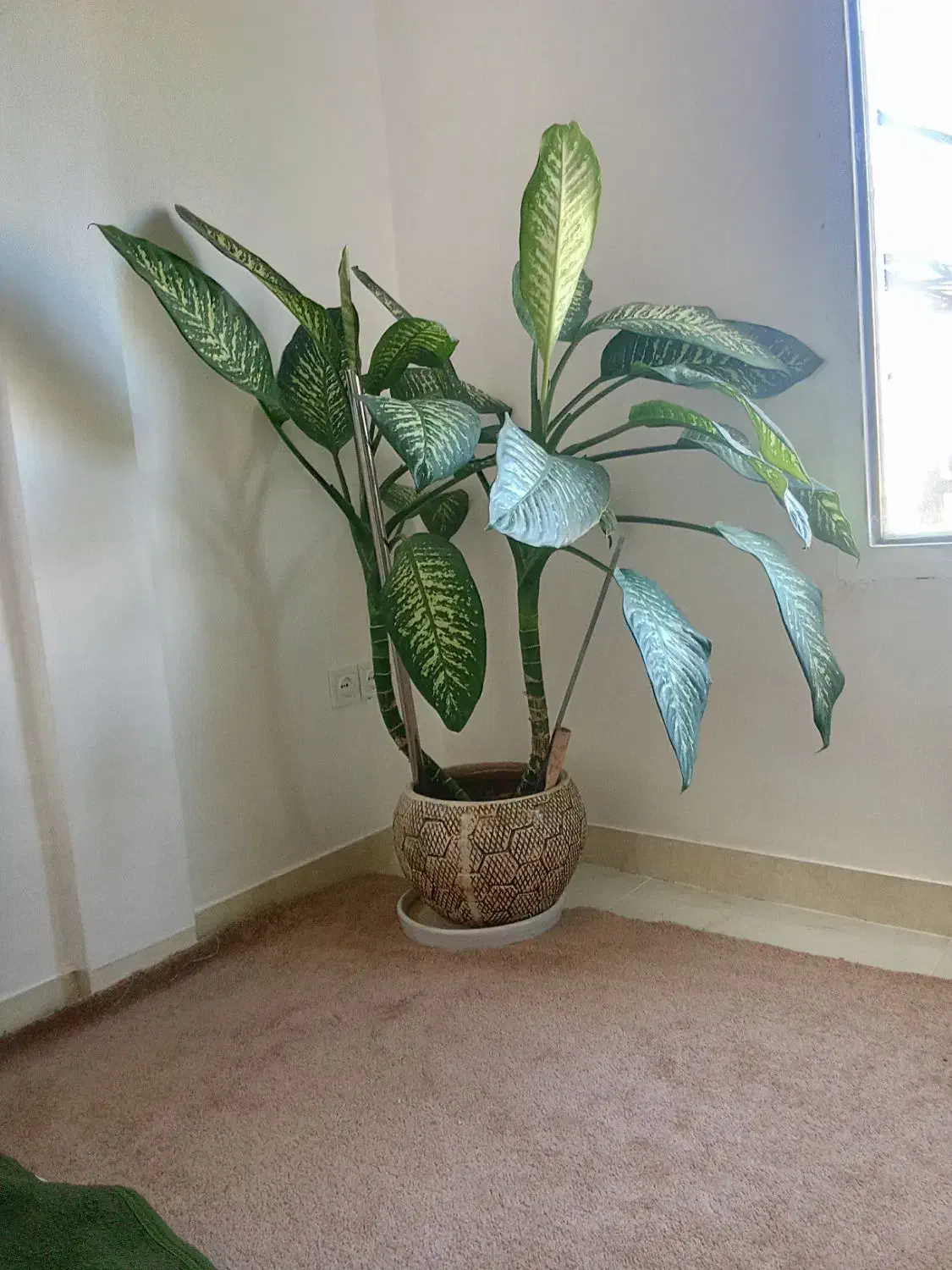 گل دیفن باخیا|گل و گیاه طبیعی|دره شهر, |دیوار